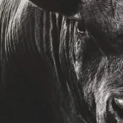 Close black-and-white photograph of a steer's eye and mane, the shop's Facebook profile image